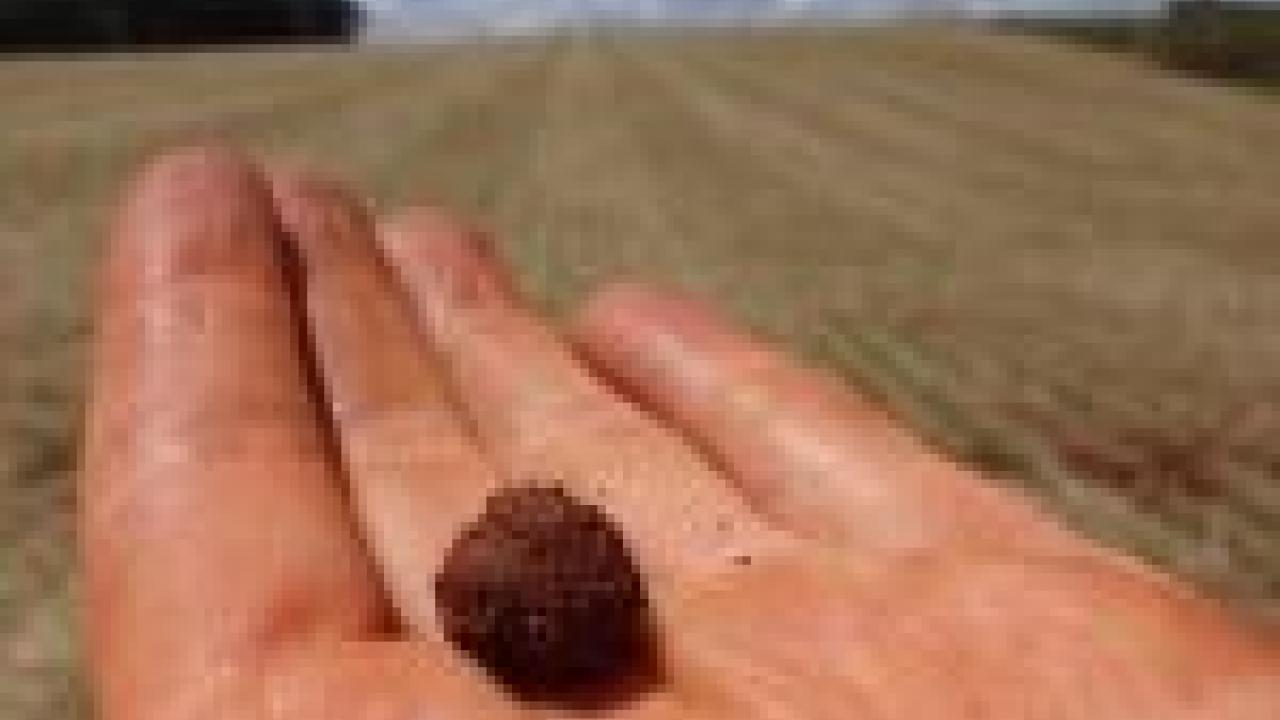 Photo of a Kumquat-sized ball of dried manure