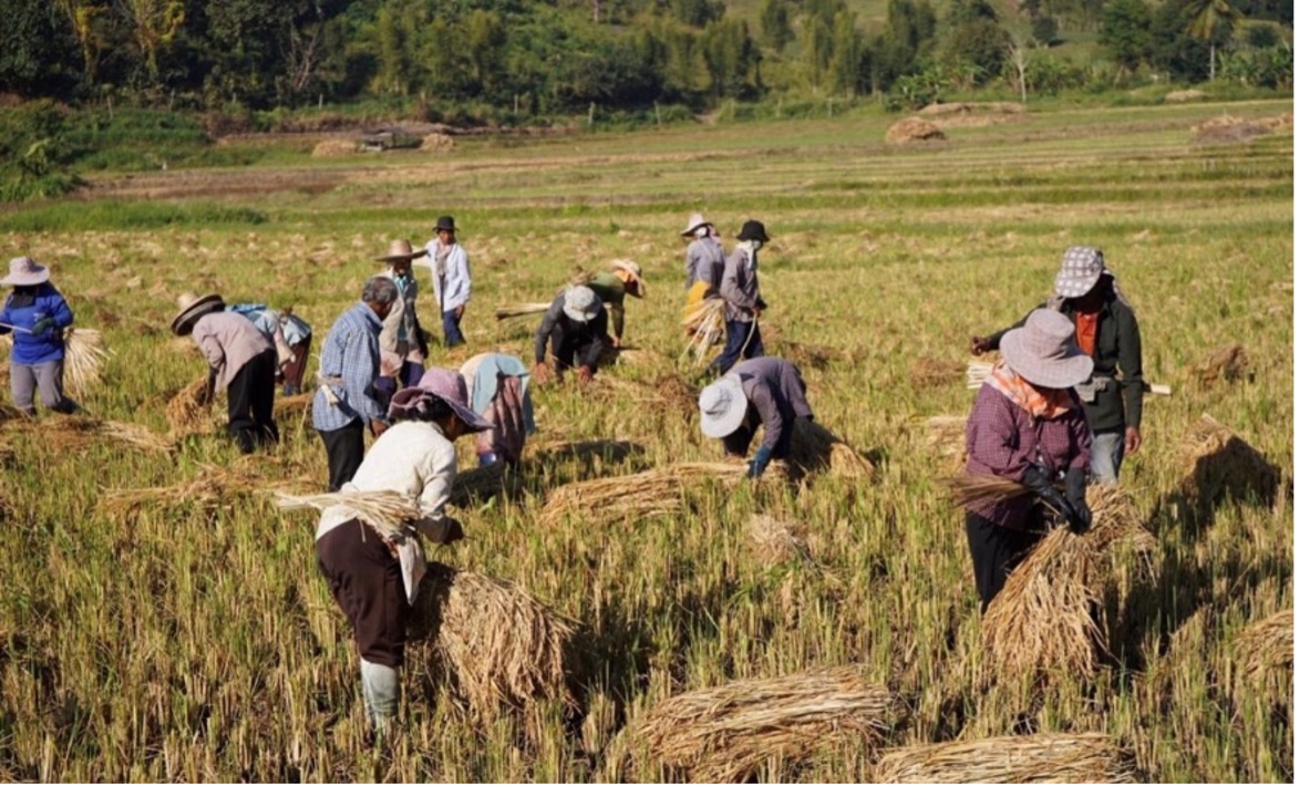   Communal harvesting in smallholder systems in South-East Asia. Daniel Ortiz-Gonzalo 