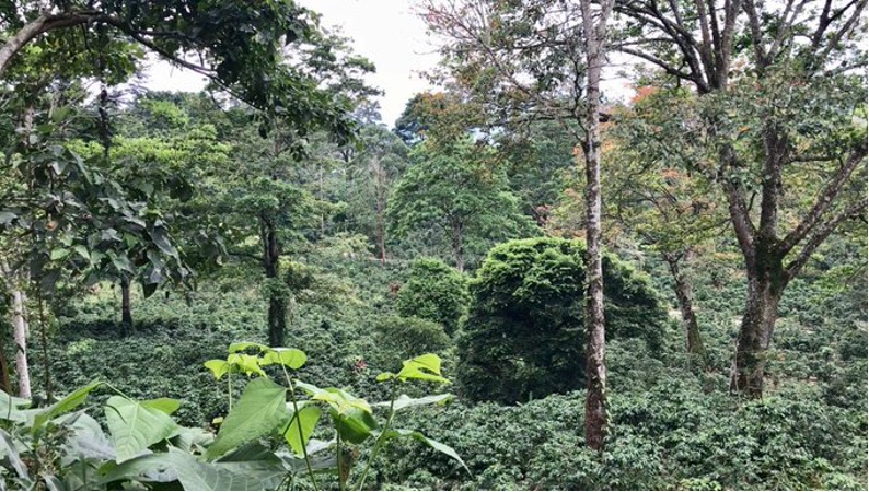 Coffee agroforestry in Central America. Daniel Ortiz-Gonzalo 