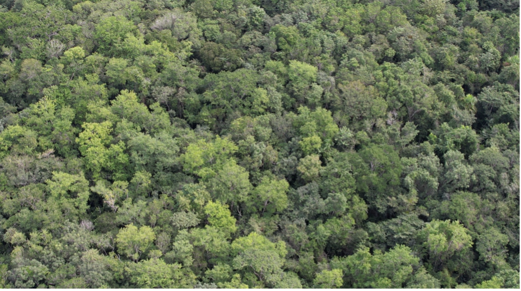 Tropical forest ecosystem in Central America. Daniel Ortiz-Gonzalo 