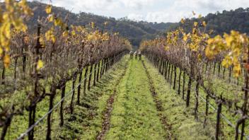 Cover crop
