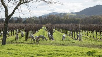 Agro-eco intensification