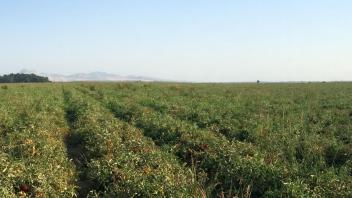 Field