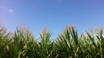 Corn