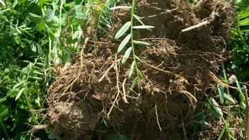 roots-from-overwintering-hairy-vetch-and-crimson-clover-cover-crops-nodules-on-roots.jpg