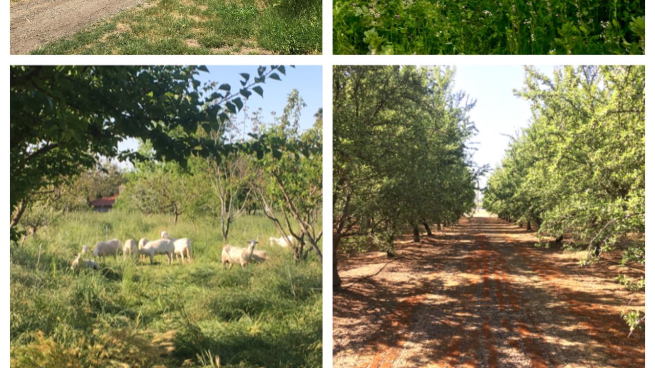 Collage photo of different almond orchards