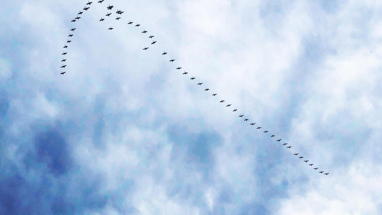 An example of an emergent property in nature is the “v” shape of bird flocks (like that in the cover photo of this post, taken of the sky above Yolo Bypass Wildlife Area, CA).