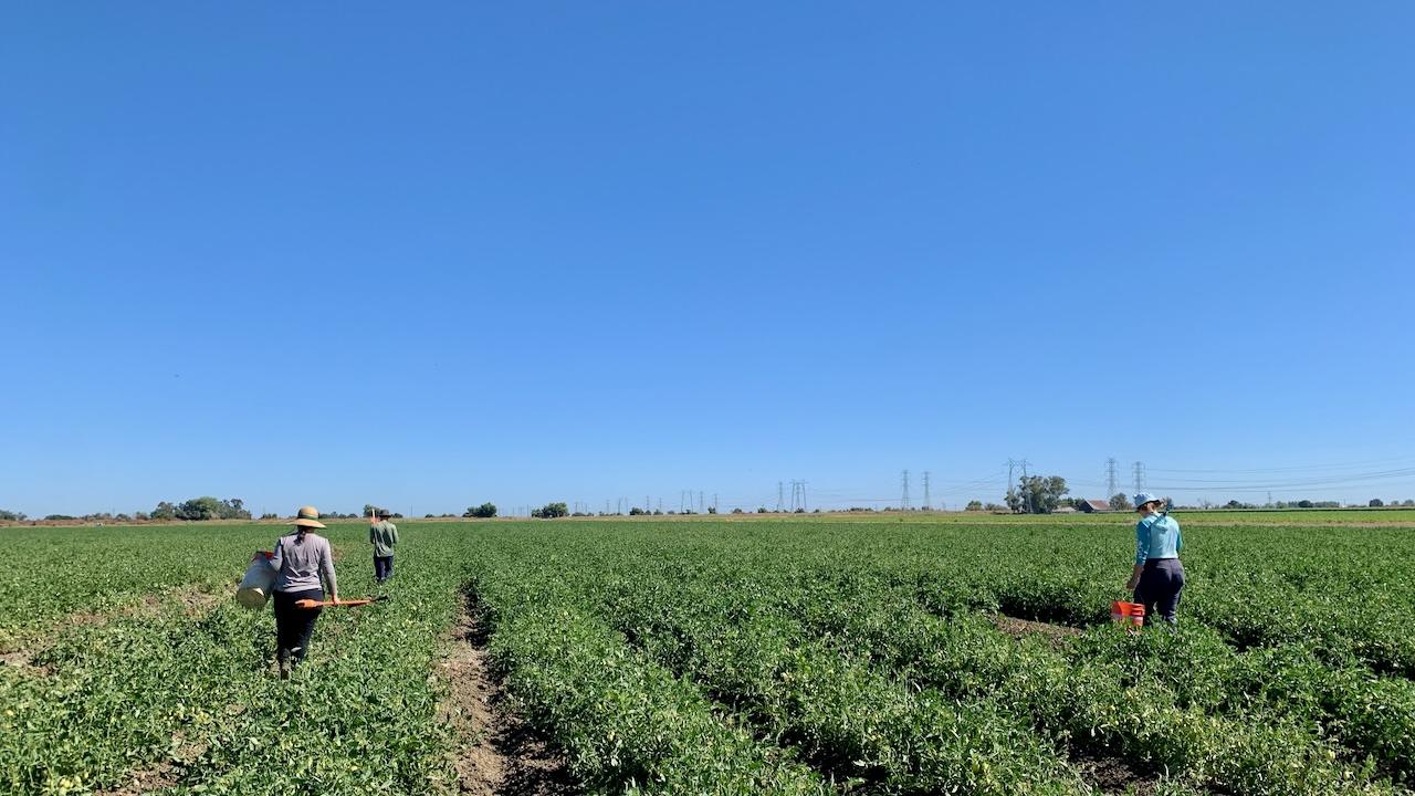 researchers sampling a tomato field 