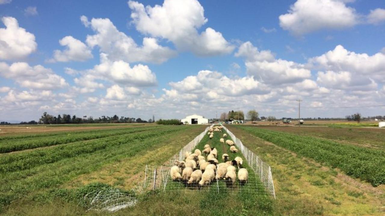 Photo of a landscape with a field section being grazed by sheep