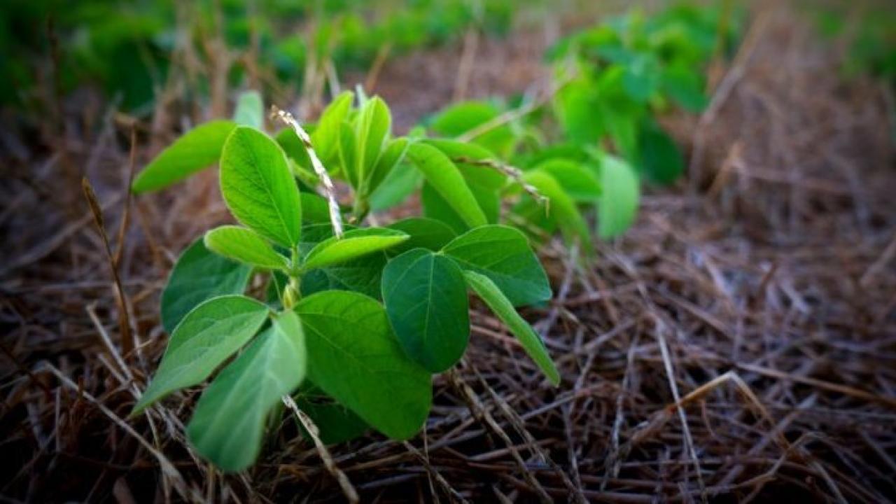 Background image showing a close-up of a soybean plant over a residue in the field