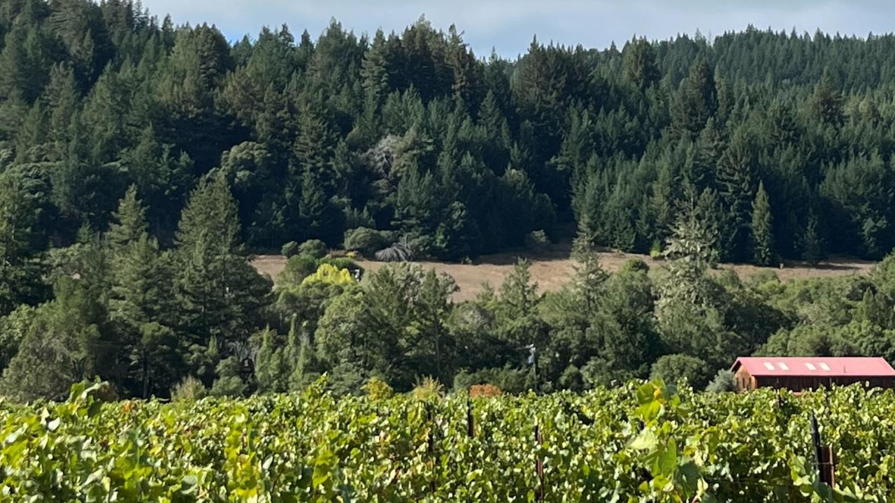 A vineyard in Ukiah, sampled as part of our Integrated Sheep-Vineyards Systems project.
