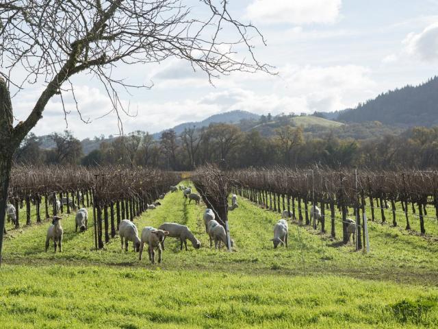 sheep grazing in vineyards 