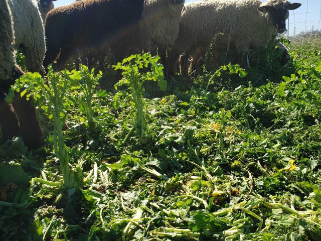 sheep grazing cover crop 