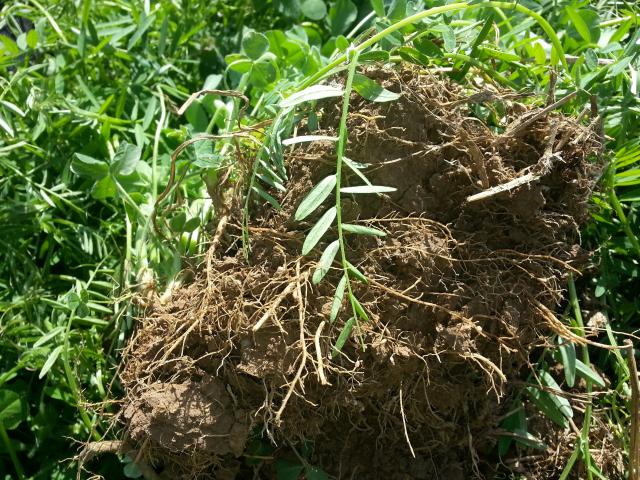 roots-from-overwintering-hairy-vetch-and-crimson-clover-cover-crops-nodules-on-roots.jpg