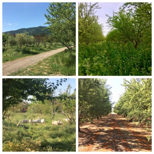 Collage photo of different almond orchards