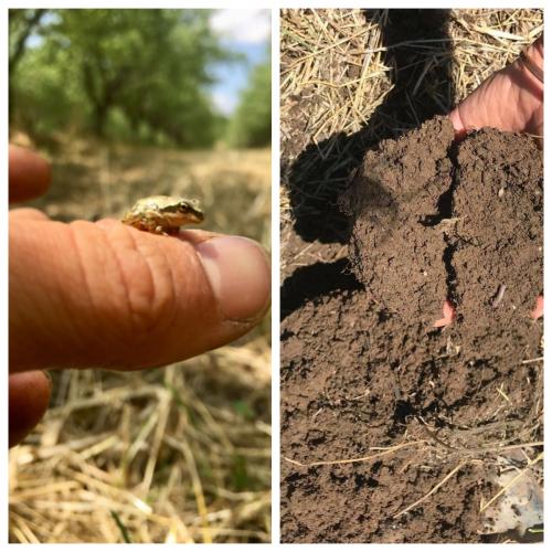 Photo collage of a soil sample and a little amphibian over a finger