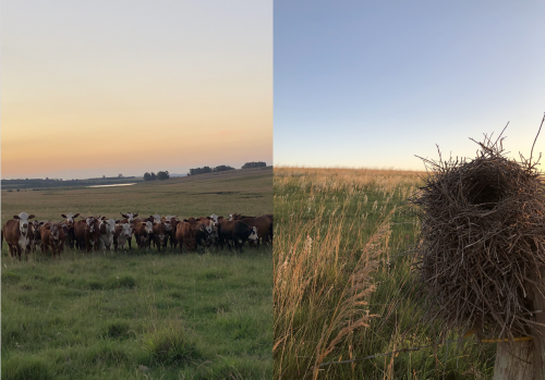 Figure 1: Left: Braford cattle on native Pampa grasslands. Right: bird nest on top of a fence in the middle of a native grassland, with several native plant species blooming in the background. The Pampas provide habitat for hundreds of bird species that rely directly on its preservation.