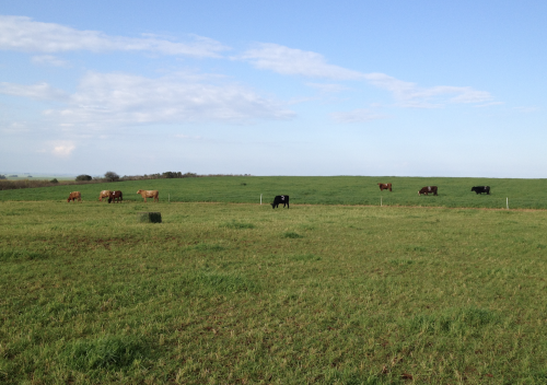 Figure 2: Steers grazing in the winter stocking period of the Tupã experiment (near paddock, 10 cm sward height; far paddock, 30 cm sward height). Treatments consist of four grazing intensities (10, 20, 30 and 40 cm) on mixed annual ryegrass and black oat pastures, and an ungrazed control.