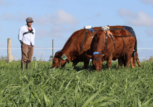 Figure 3: Evaluation of cows’ grazing behavior using bioacoustics (microphone fixed to animals’ foreheads and connected to a recorder placed on their back), IGER Behavior Recorders (green device on animals’ necks), GPS devices and the built-in inertial measurement units of smartphones (inside the blue case on top of animals’ heads). The cows were also filmed (camera fixed to observer’s chest) and each bite was codified according to its structural characteristics and narrated (red voice recorder hanging belo