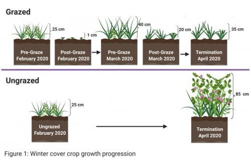 Diagram of winter cover crop growth progression
