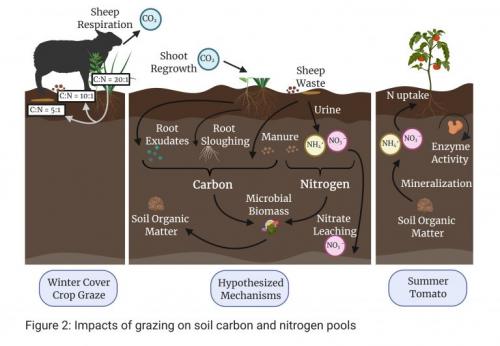 Diagram grazing effects on nitrogen and carbon pools