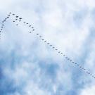 An example of an emergent property in nature is the “v” shape of bird flocks (like that in the cover photo of this post, taken of the sky above Yolo Bypass Wildlife Area, CA).