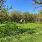 Massa organic 