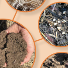 Soil health 