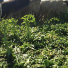 sheep grazing
