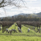 sheep grazing in vineyards