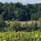 A vineyard in Ukiah, sampled as part of our Integrated Sheep-Vineyards Systems project. 
