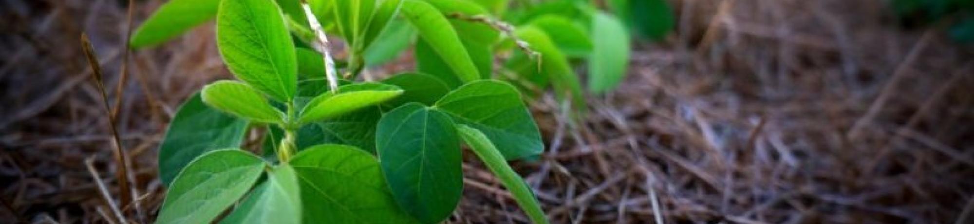 Background image showing a close-up of a soybean plant over a residue in the field